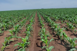 Young-maize