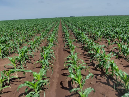Young-maize