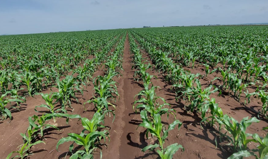 Young-maize