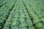 Cabbage Farming Agripack Seeds