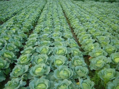 Cabbage Farming Agripack Seeds