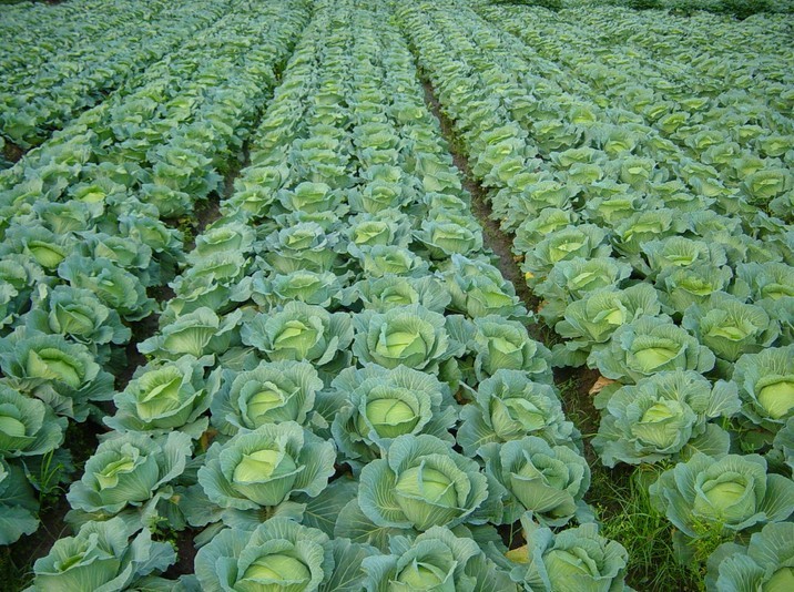 Cabbage Farming Agripack Seeds