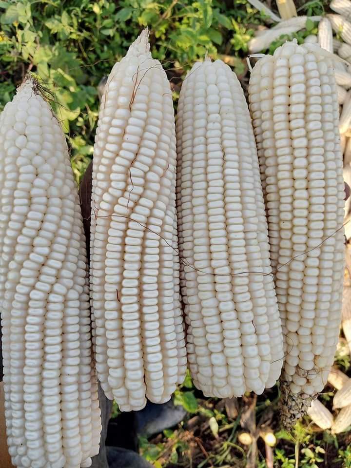 AGRIPACK 600-27A HYBRID MAIZE SEED - Image 3