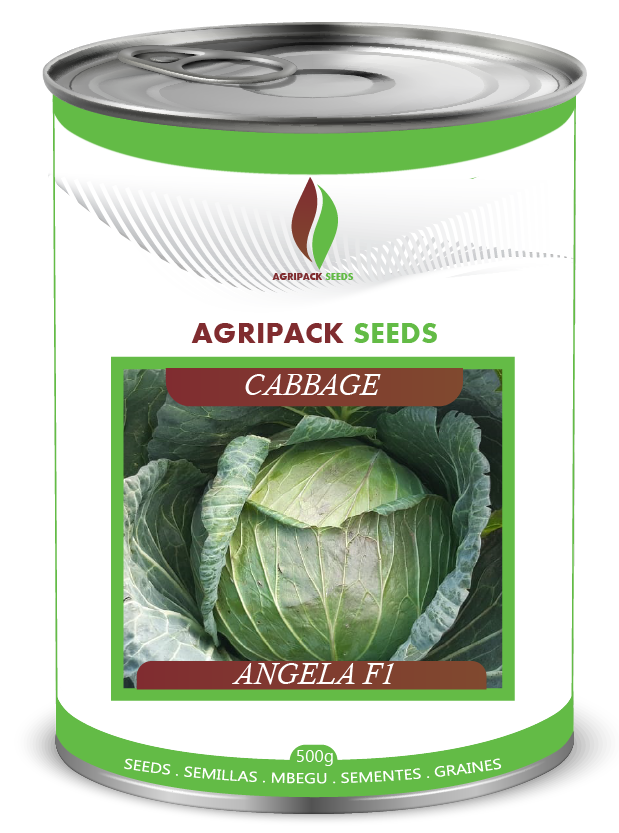 CABBAGE ANGELA F1