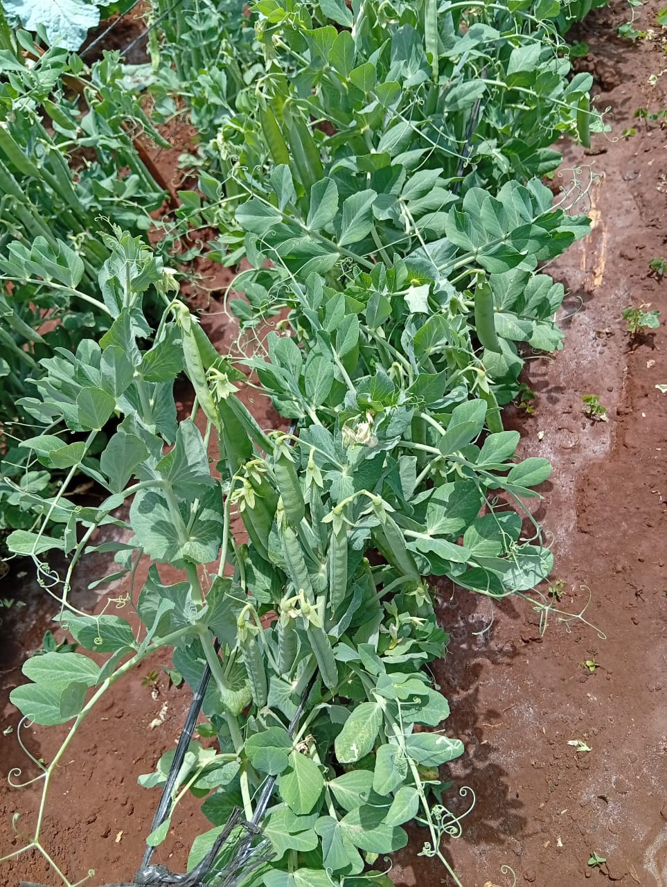 PEAS SOMMERWOOD - Image 2