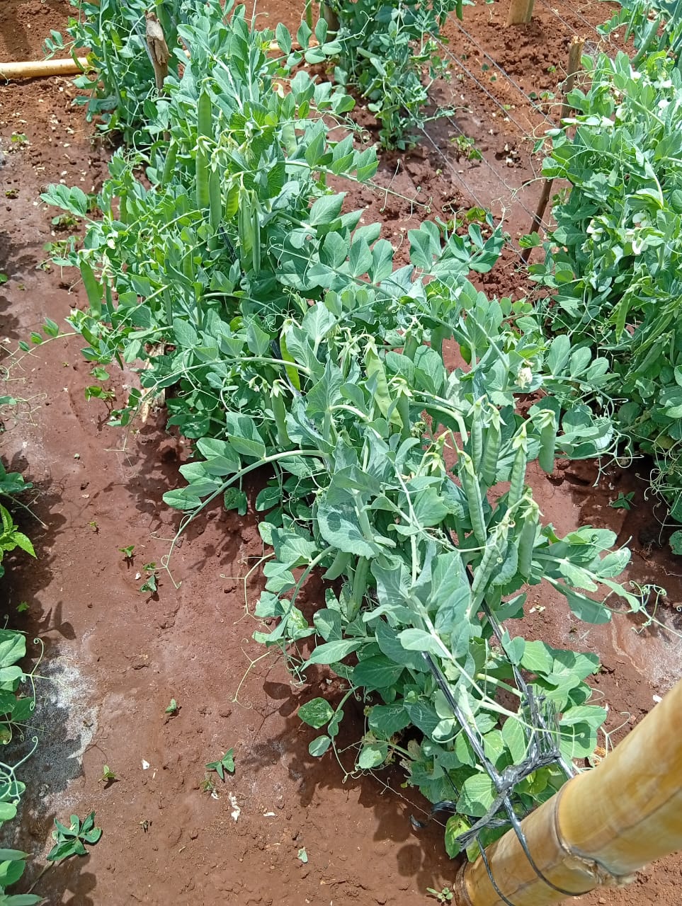 PEAS SOMMERWOOD - Image 3