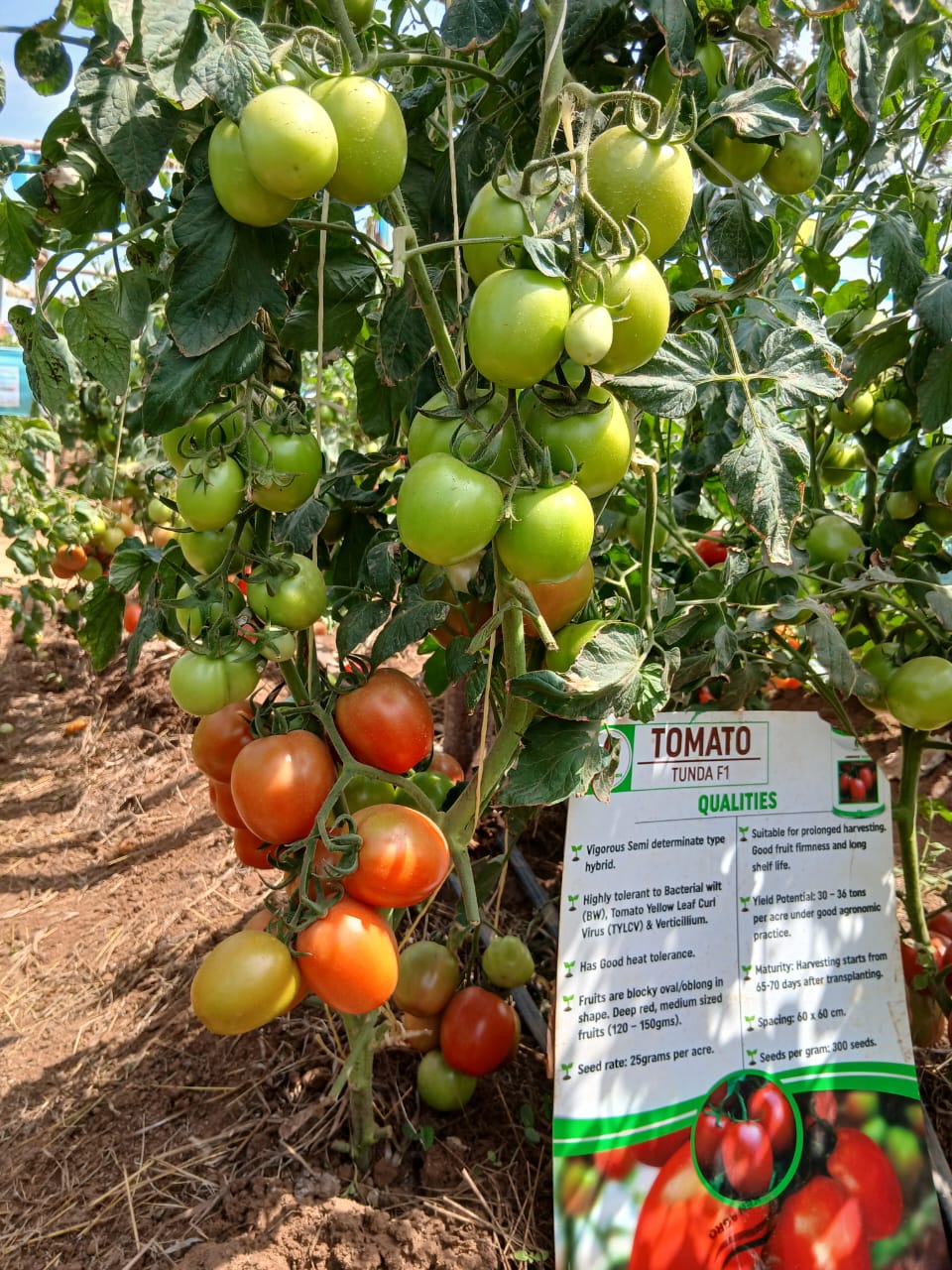 TOMATO TUNDA F1 - Image 3