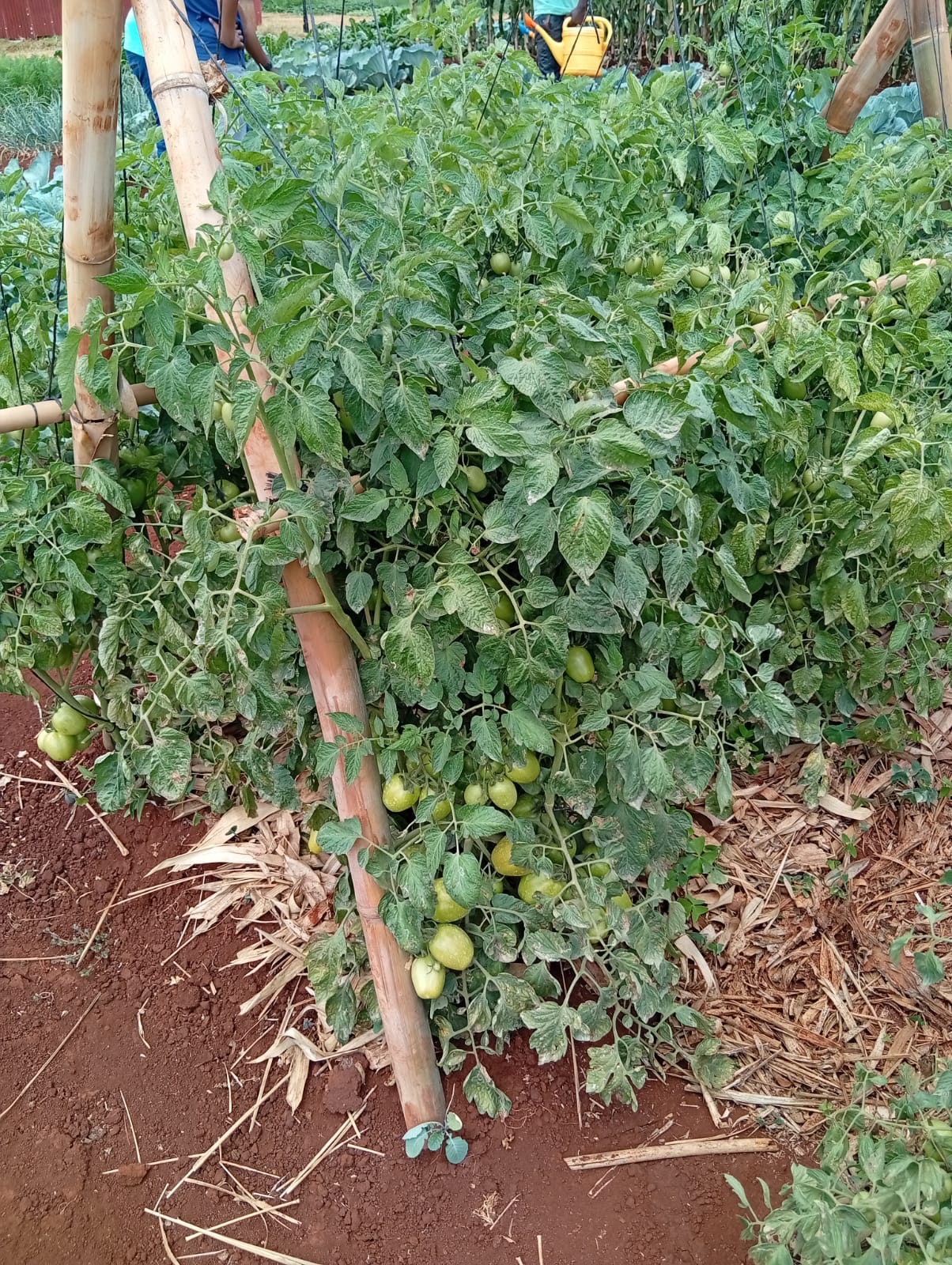 TOMATO TUNDA F1 - Image 2