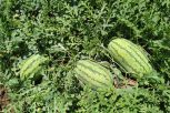 Watermelon Tamara F1