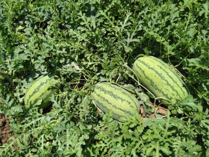 Watermelon Tamara F1