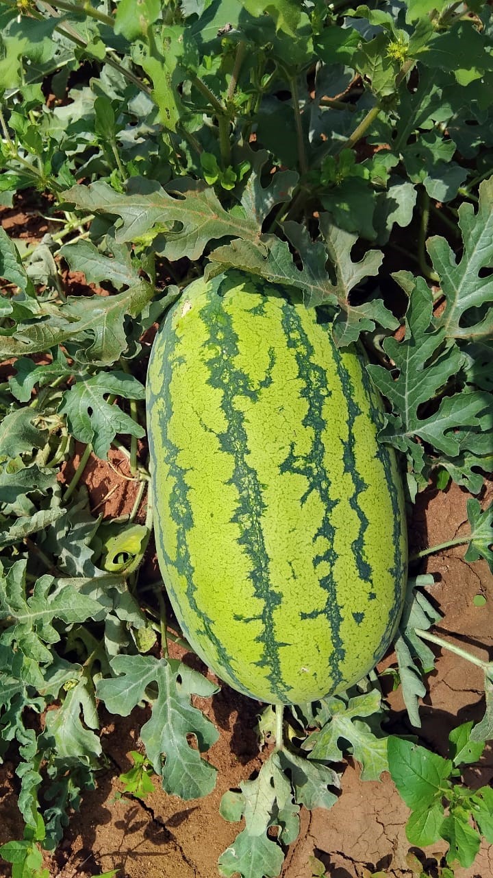 WATERMELON TAMARA F1 - Image 2