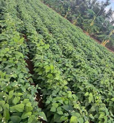 Beans Hybrid