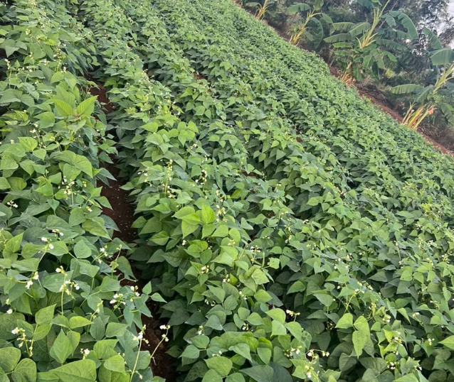 Beans Hybrid