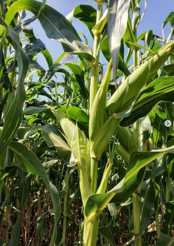 AGRIPACK 600-27A HYBRID MAIZE SEED - Image 2