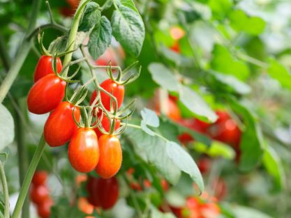 Saladete-Tomato-In-The-Farm-min-scaled