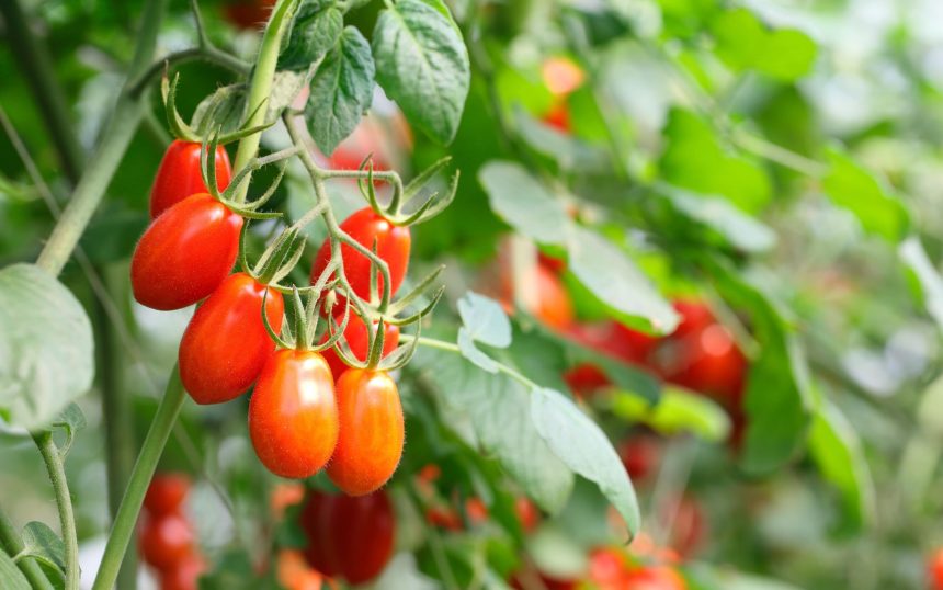 Saladete-Tomato-In-The-Farm-min-scaled